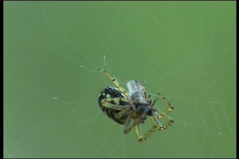 Spider, a close up Video stock 910449