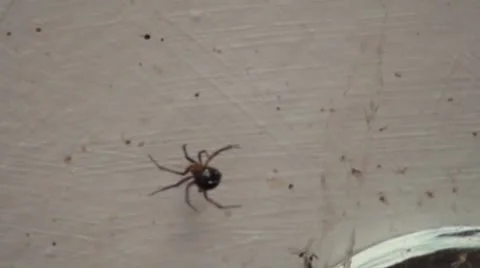 A spider up close Stock Footage 8850670