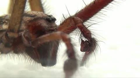 Spider close up Stock Footage 10877062