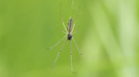 Spider close up Stock Footage 49763192