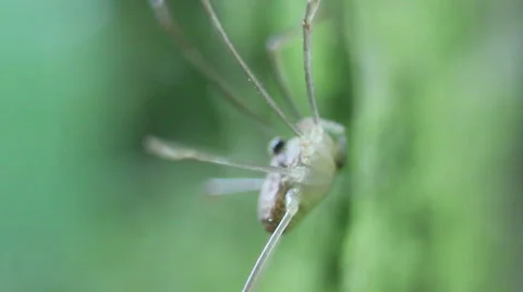 Spider close up Stock Footage 63496758