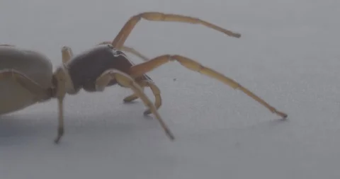 Spider close up Stock Footage 88403742