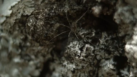 Spider close-up Stock Footage 89996726