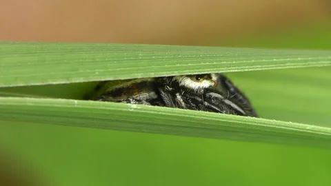 A Spider Close Up Stock Footage 300449463