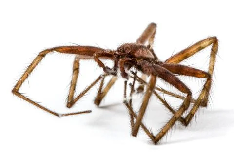 Spider close up, isolated on white background Stock Photos