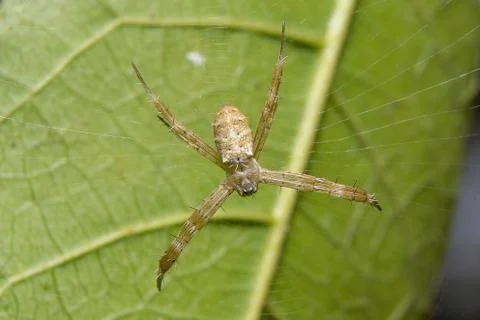 Spider. close up. Stock Photos