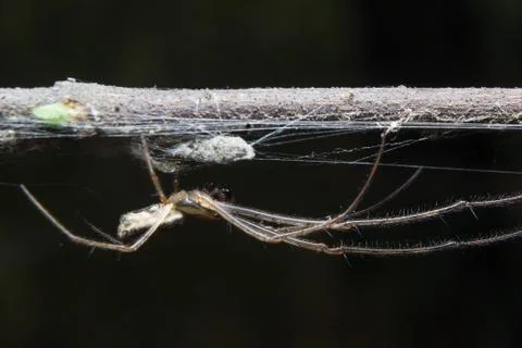 Spider. close up. Stock Photos