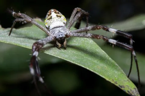 Spider. close up. Stock Photos