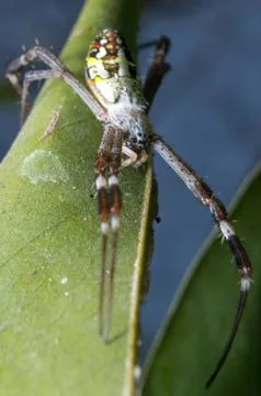 Spider. close up. Stock Photos