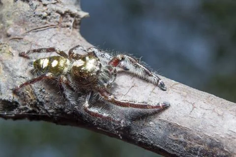 Spider. close up. Stock Photos