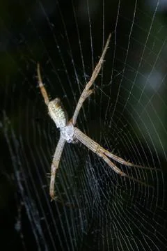 Spider. close up. Stock Photos