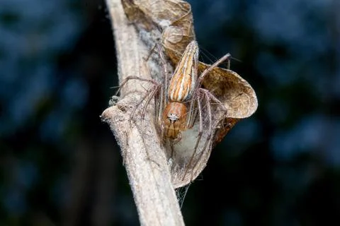 Spider. close up. Stock Photos