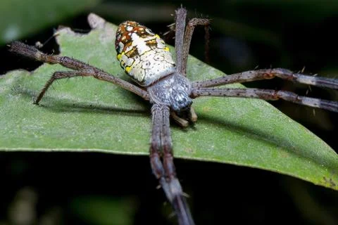 Spider. close up. Stock Photos