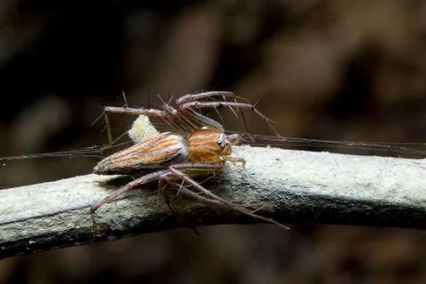 Spider. close up. Stock Photos