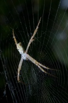 Spider. close up. Stock Photos