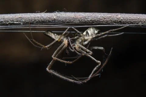 Spider. close up. Foto stock