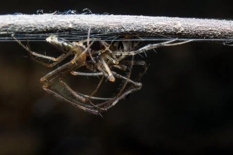 Spider. close up. Stock Photos