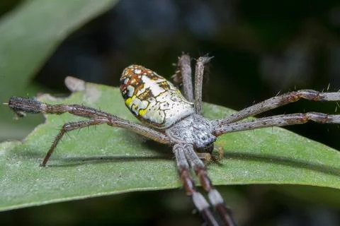 Spider. close up. Stock Photos