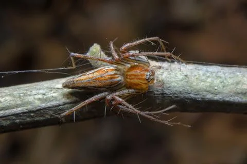 Spider. close up. Foto stock