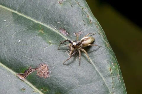 Spider. close up. Stock Photos