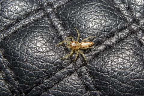 Spider. close up. Stock Photos