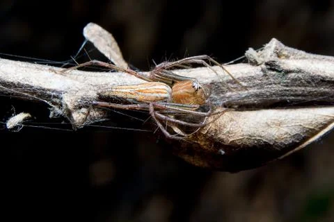 Spider. close up. Stock Photos