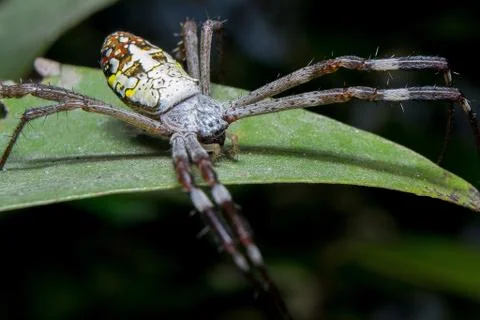 Spider. close up. Stock Photos