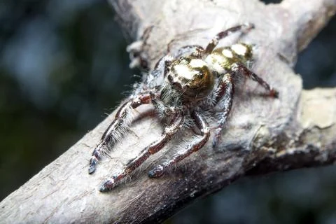 Spider. close up. Stock Photos