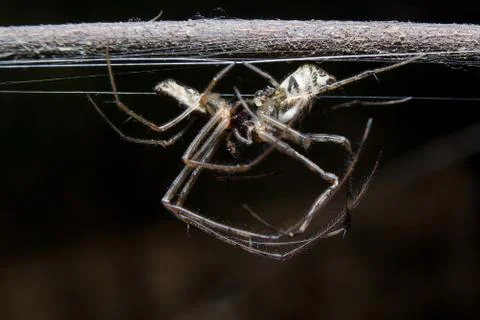 Spider. close up. Stock Photos