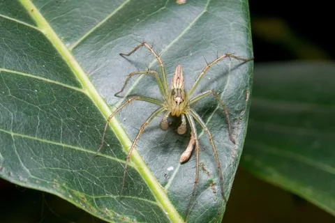 Spider. close up. Stock Photos