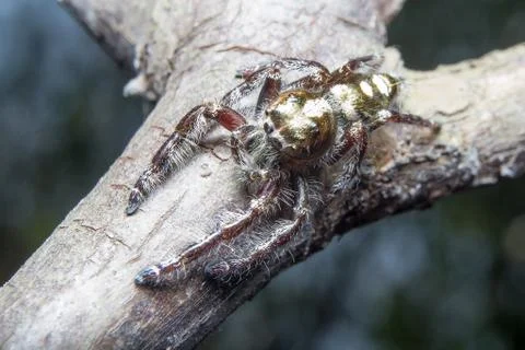 Spider. close up. Stock Photos