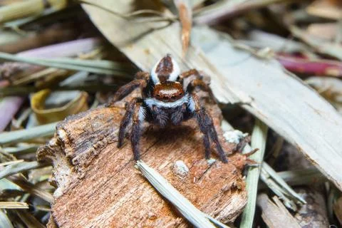 Spider. close up. Stock Photos