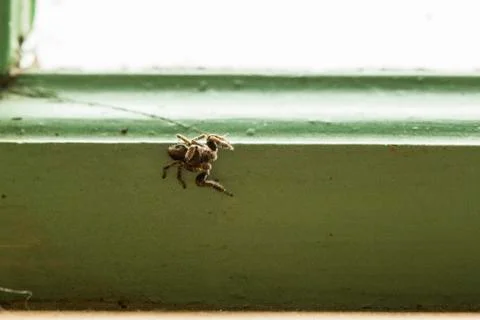 Spider Close Up Foto stock