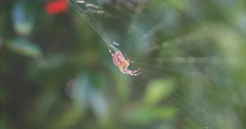 Spider Close Up Pulling Focus, Steady Tripod Stock Footage 68900741