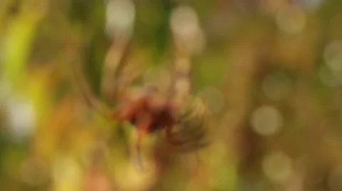 Spider Close Up With Rack Focus Stock Footage 55538274