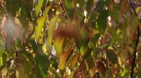 Spider Close Up With Rack Focus Stock Footage 55538992