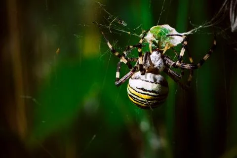 Spider close range on a blurred background Stock Photos