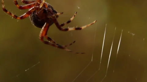 Spider Close Up Spinning Web Around Prey Stock Footage 55538467