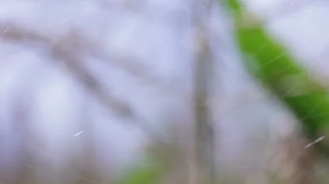 Spider in close up tilt up Stock Footage 12029275