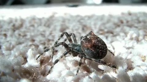 Spider Close Up - Walks Away Video stock 12614079