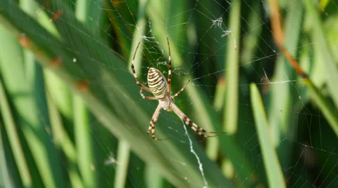 Spider Close-Up Web Stock Footage 67328637