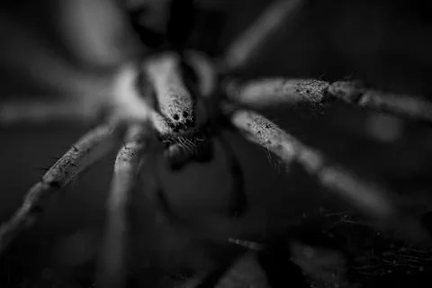 Spider closeup 2 Stock Photos
