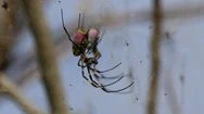 Spider Closeup In Burma, Asia In 4K Stock Footage