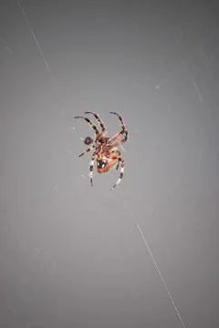 Spider Closeup Stock Photos