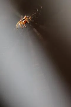 Spider closeup Stock Photos