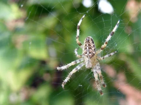 Spider closeup Foto stock