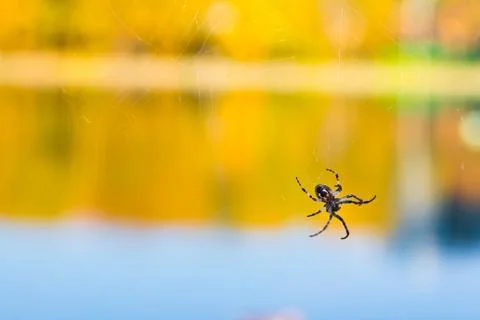 Spider closeup Stock Photos