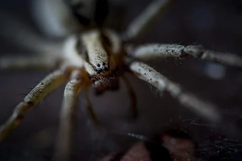 Spider closeup Stock Photos