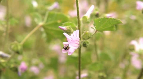 Spider Closing Flower Stock Footage 38802612