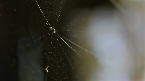 Spider cobweb in autumn forest on blurred background Stock Footage 42690276